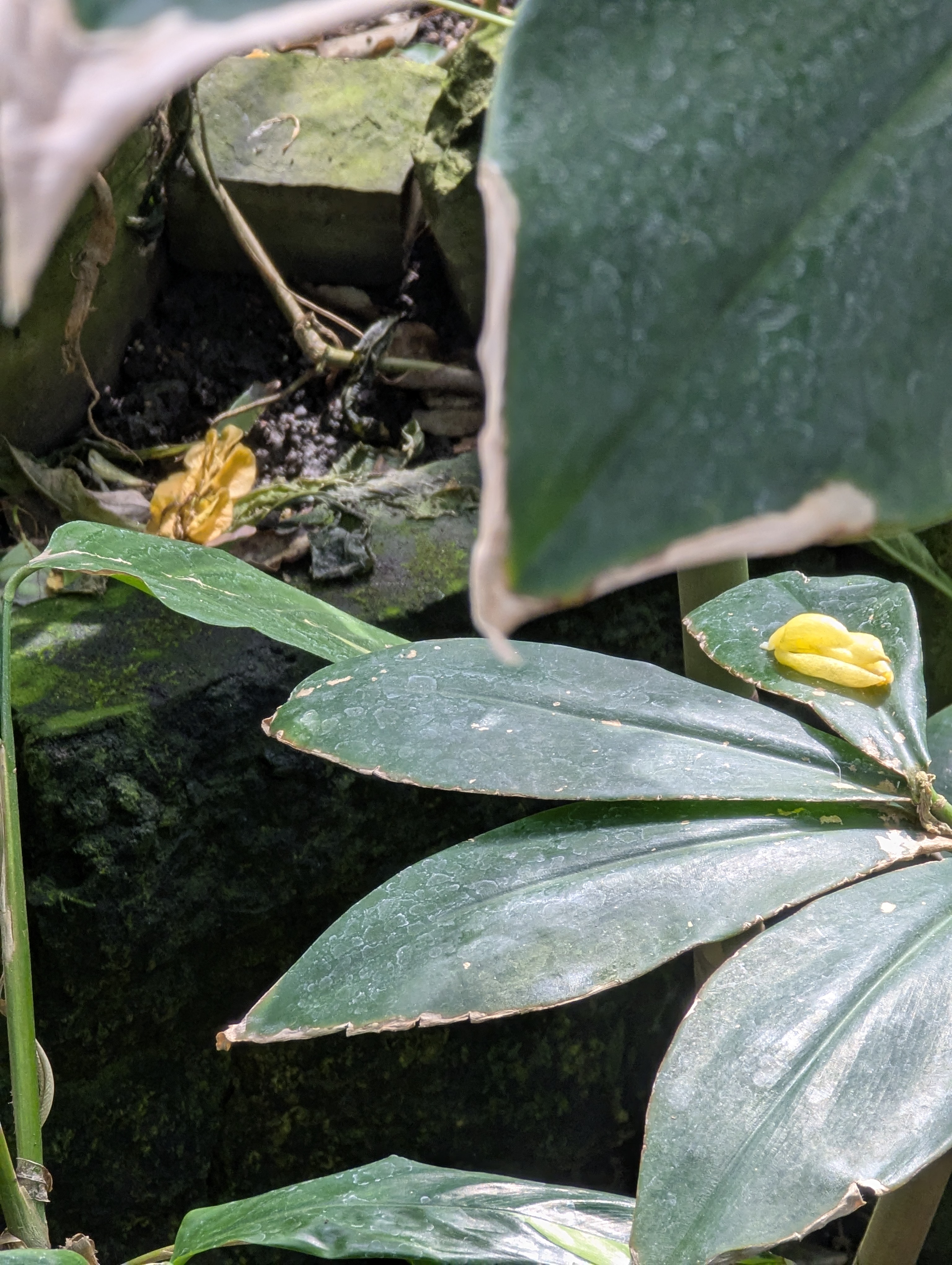 Birthday Trip to Canada, Edmonton, Pyramids, Muttart Observatory